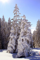 hotalp 15 hotalp 15