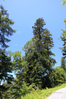 maienfeld 11 maienfeld 11