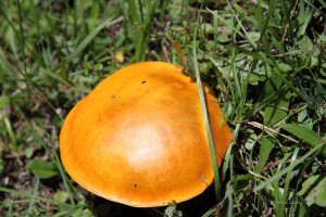 maienfeld 11 maienfeld 11