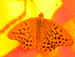 maienfeld 11 maienfeld 11